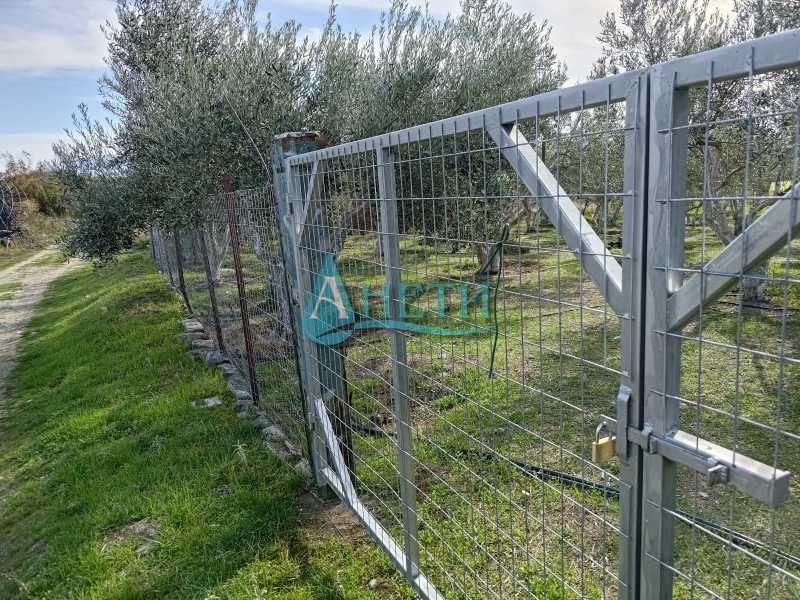 Парцел 1437м2 и75 маслинови дървета с.Волви, Аспровалта Гърция, с вода