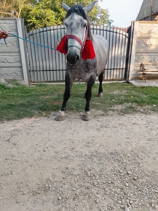 Iapa de vanzare de 5 ani