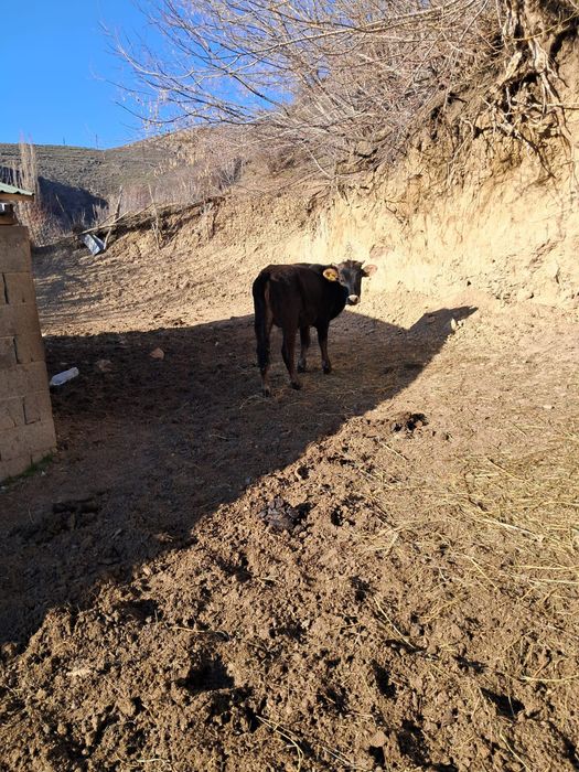 Продам тёлку 1 год