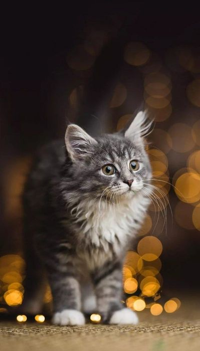 Jinsni yechmasdan jinsiy aloqa