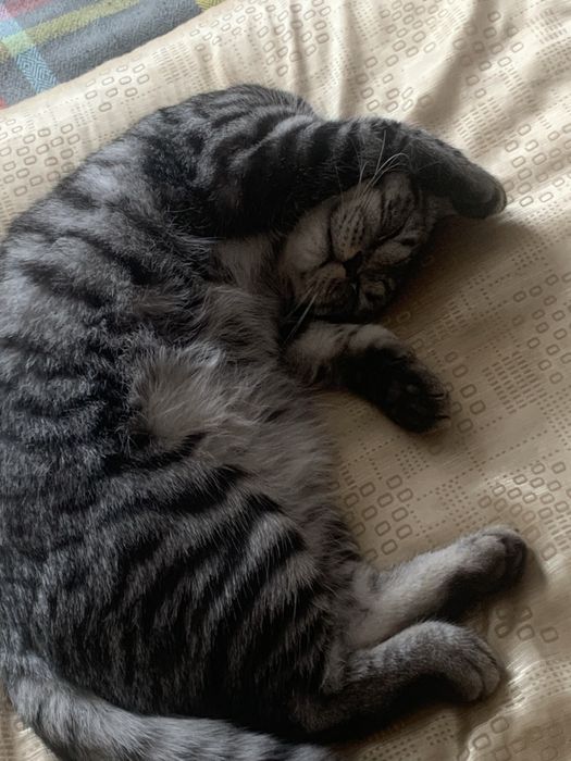 Кошка породистая