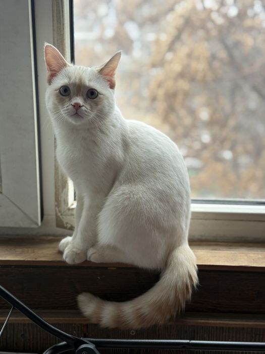 Вязка кот белый скоттиш страйт