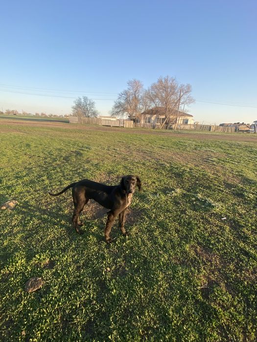 Тазы сатам таза қанды