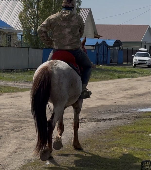 Айғыр сатылады Полутяж