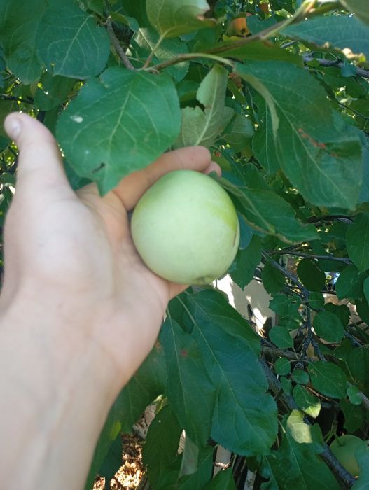 Продам дачу в городе
