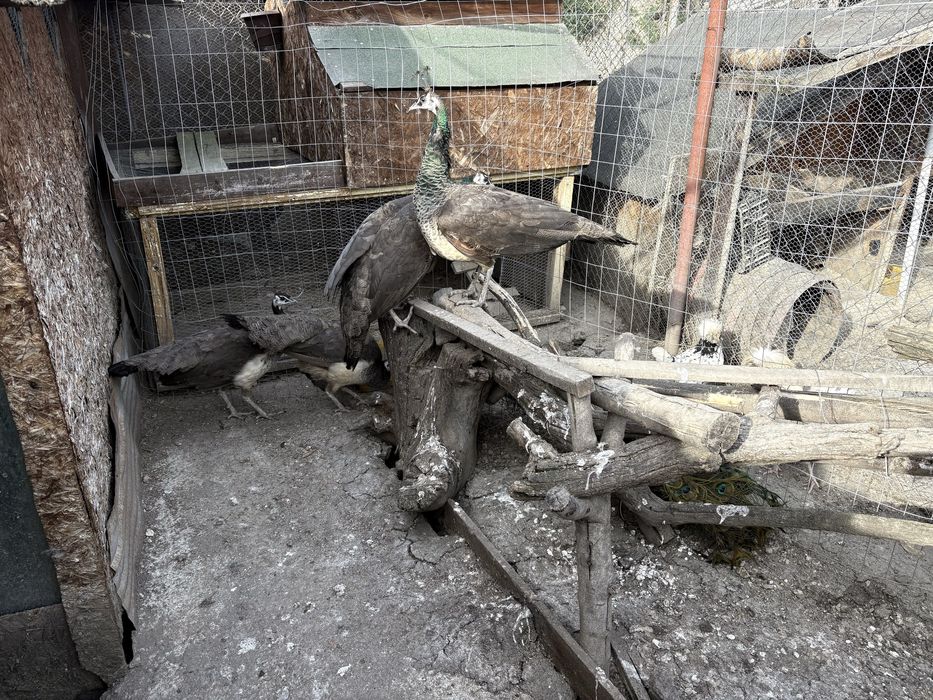 Продавам фазани-мъжки и женски