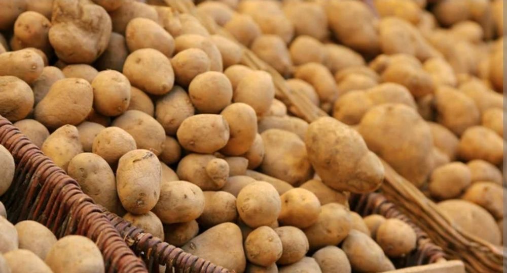 Продам картофель