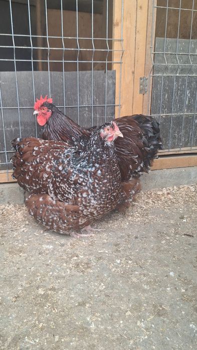 Familie Orpington porțelan