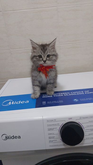 Шатланцы 1,5 мес девочки