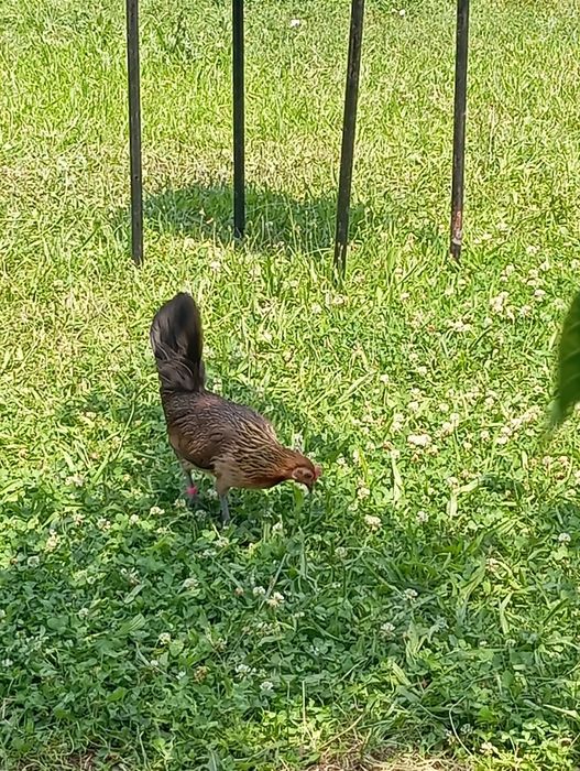 Găini și cocos phoenix