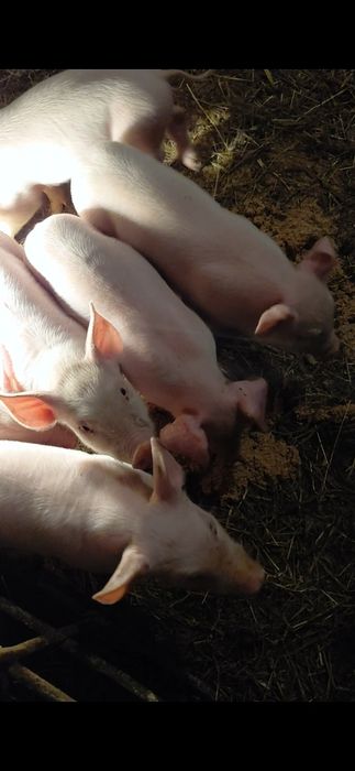 Прасета-Бяла българка