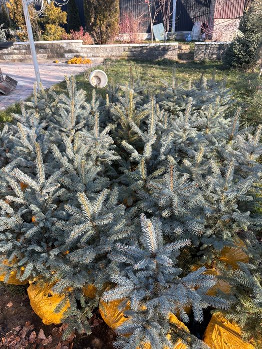 Сосна крымская 20-30  голубые ели
