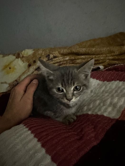 отдам котенка даром