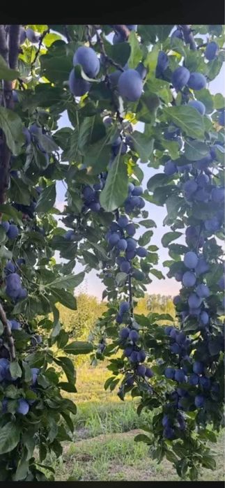 Vand prunde de tuica