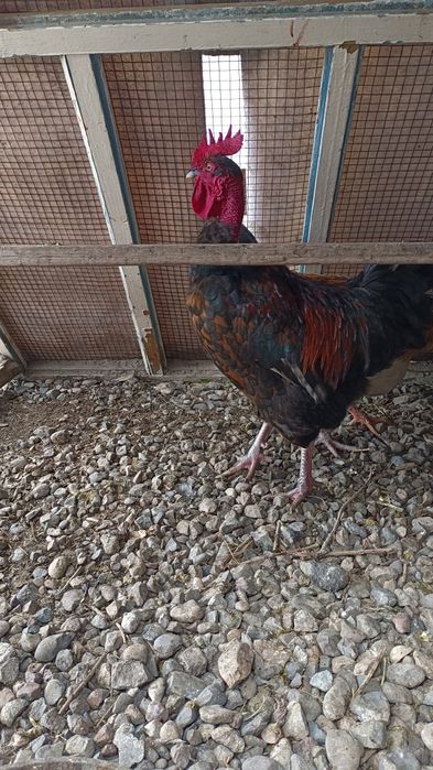 Қораз, Петух, Rooster