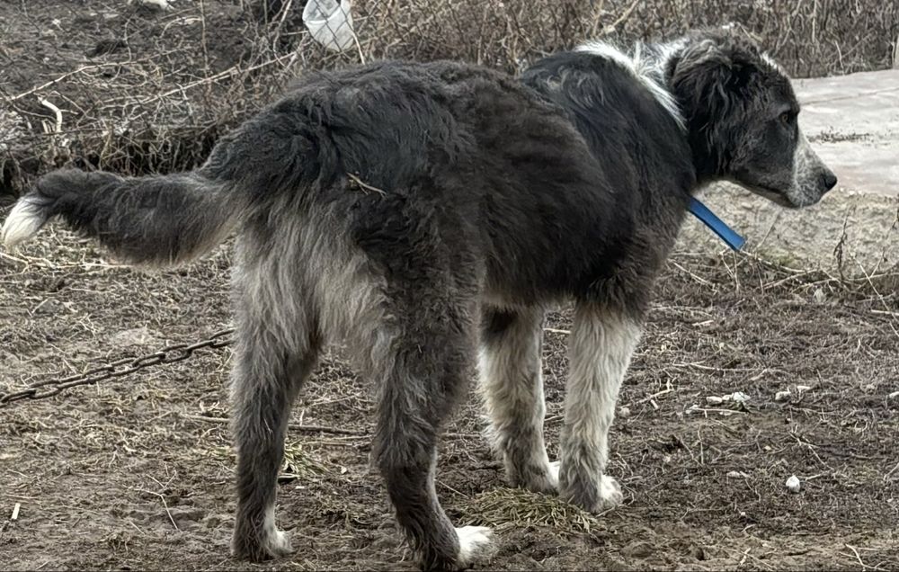 Талғар Ақдалада 5айлық күшік