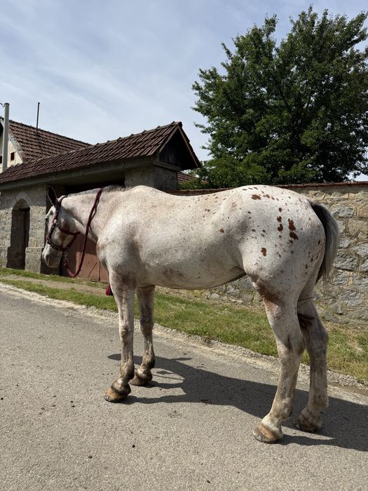 Iapă Appaloosa de vânzare – 9 ani, cal de călărie