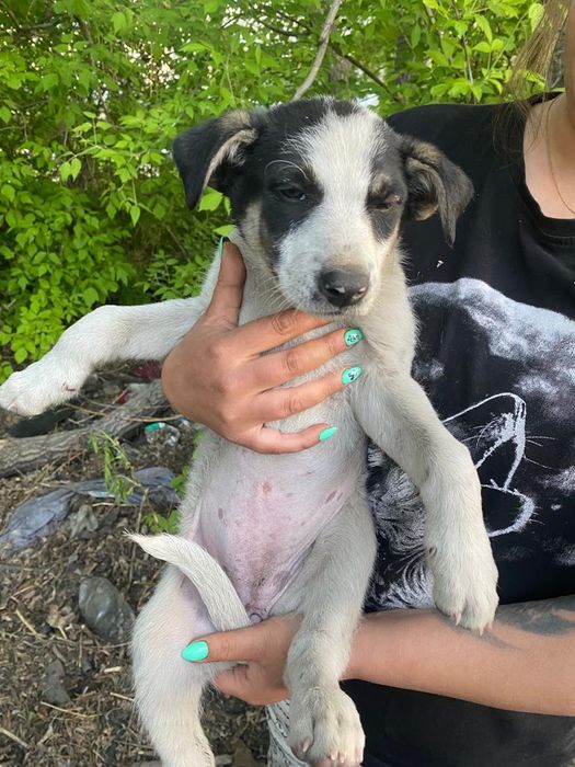 Щеночки ищут дом