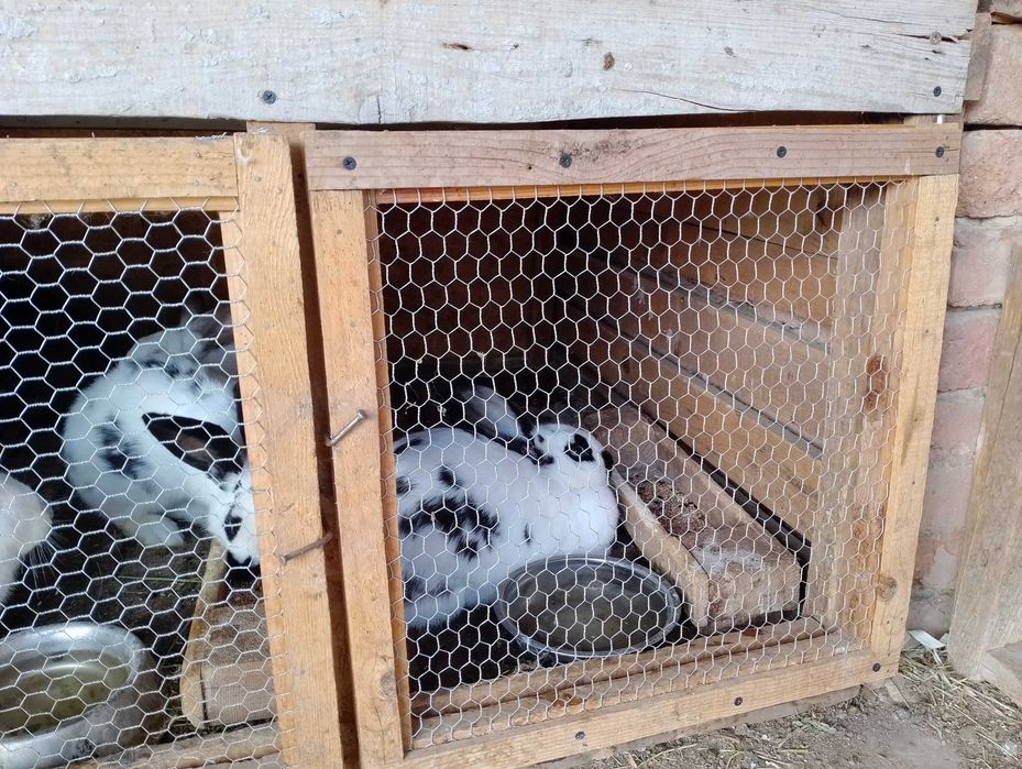 Зайци за продан и разплод