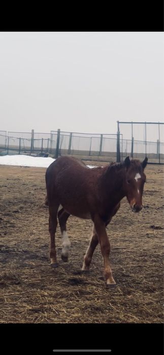 Жабагы оптом 40бас