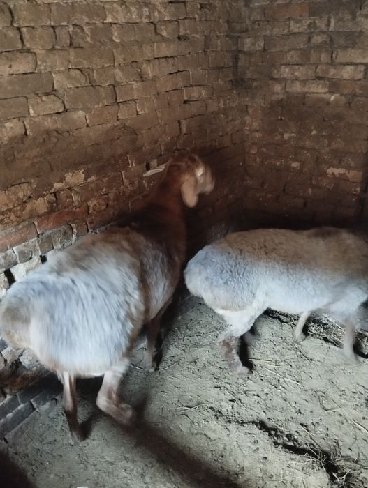 Продам кочкара и ярочку гиссар