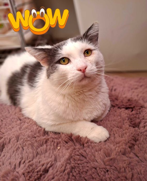Adoptie motan castrat Martafoi