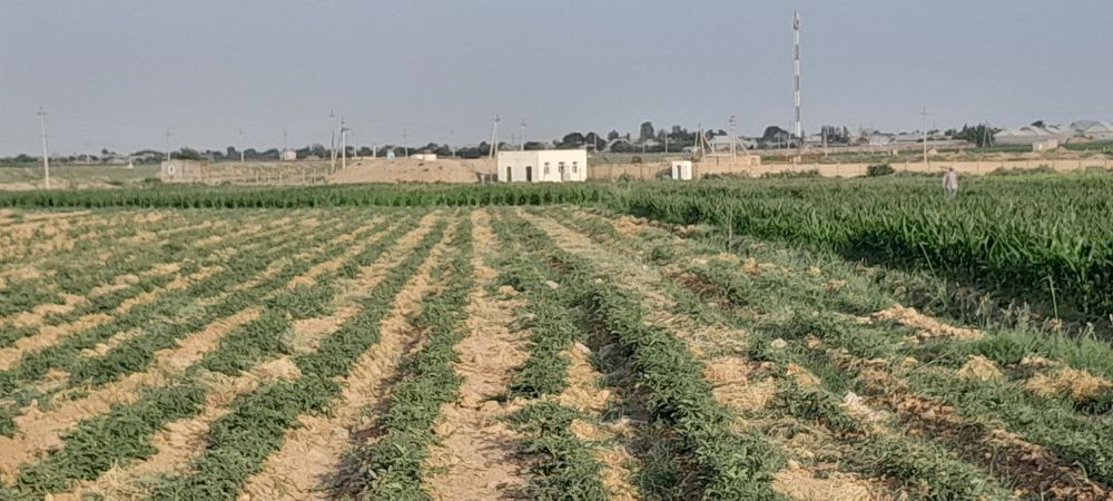Dehqonchilik uchun tayyor yer — suvli, shahar yaqinida