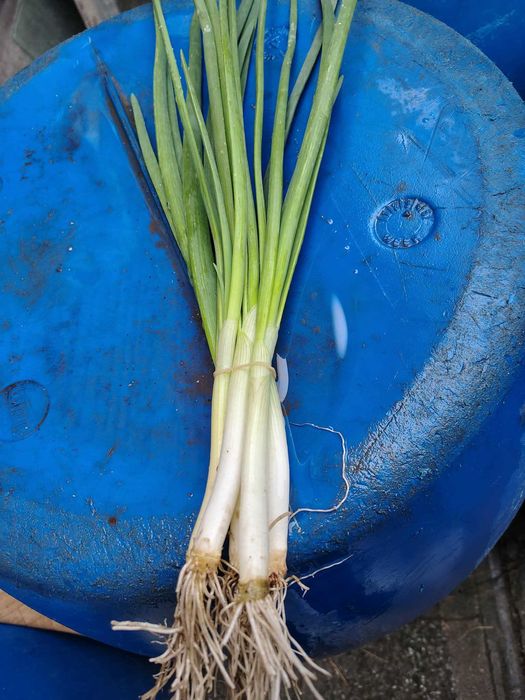 Продавам зелен лук