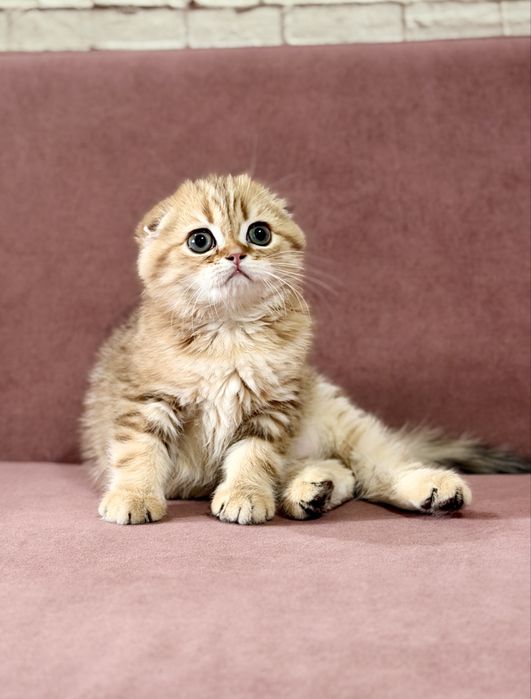 Скоттиш фолд. Мальчик