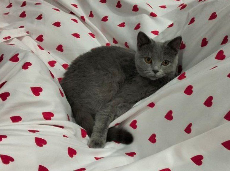 Вязка, кошка порода британская короткошерстка