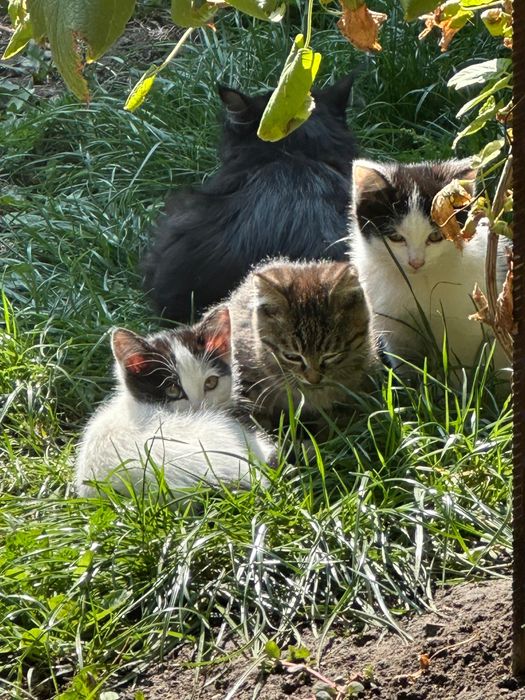 Отдам Котят бесплатно