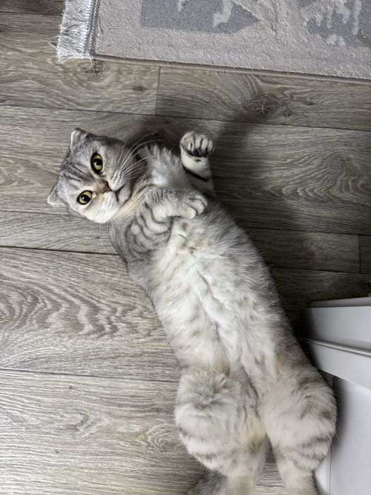 Кошка  Scottish Fold