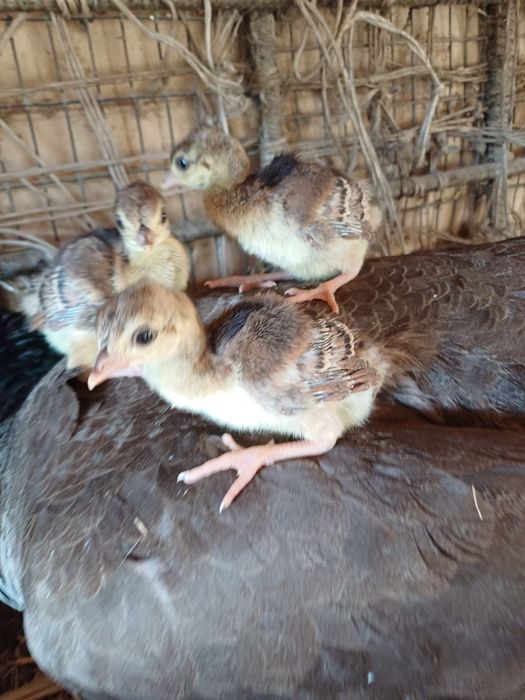 Павлин индийский