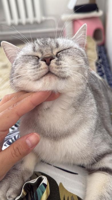 Продаётся Кошка Лакки