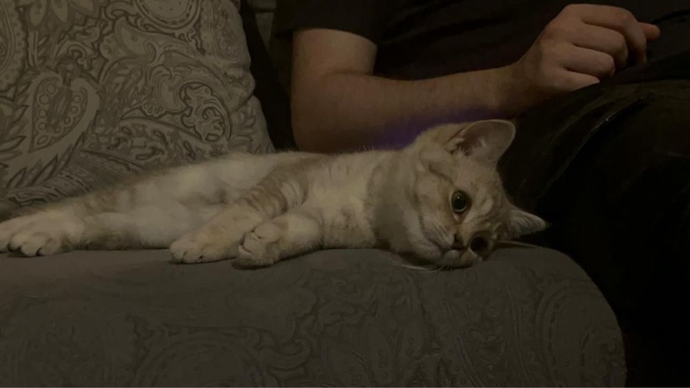 Отдам кота в добрые руки