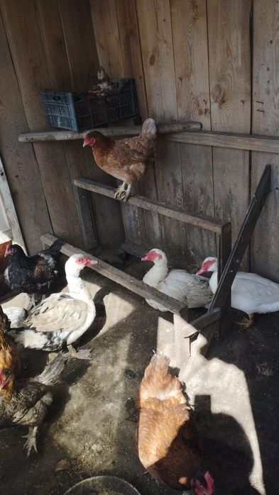 Селезни индоутки