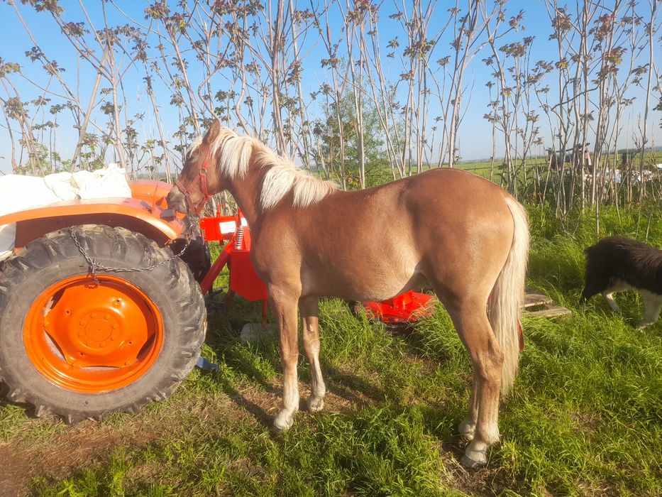 De Vânzare Mânz  din Cai Mari are 11 Luni Fac Schimb Cu Viței Tăurași