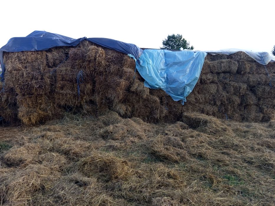 Vând 200 de baloți dreptunghiulari
