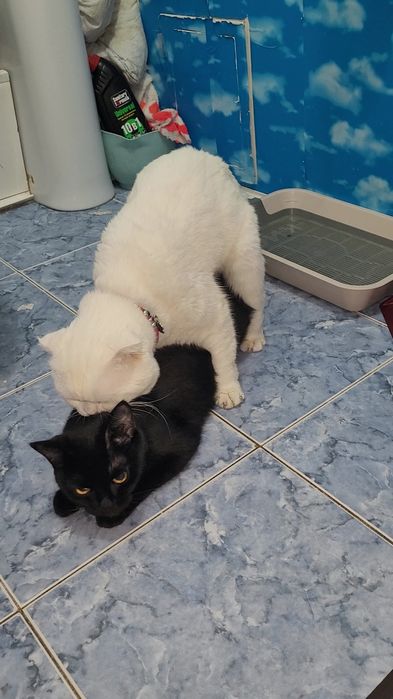 Вязка кот  шотландский вислоухий