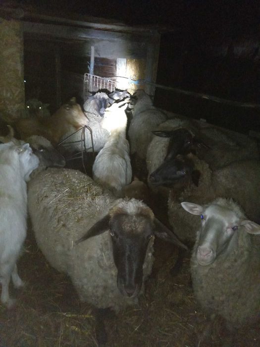 Vând oi  tinere 6 au un an jumate și una are 3 ani