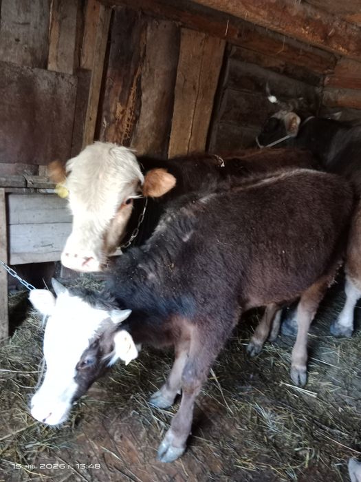 Продам бычков годовалые цена указана за одного