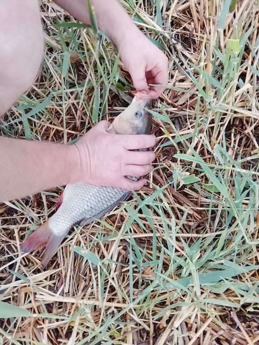 Продажа живой рыбы