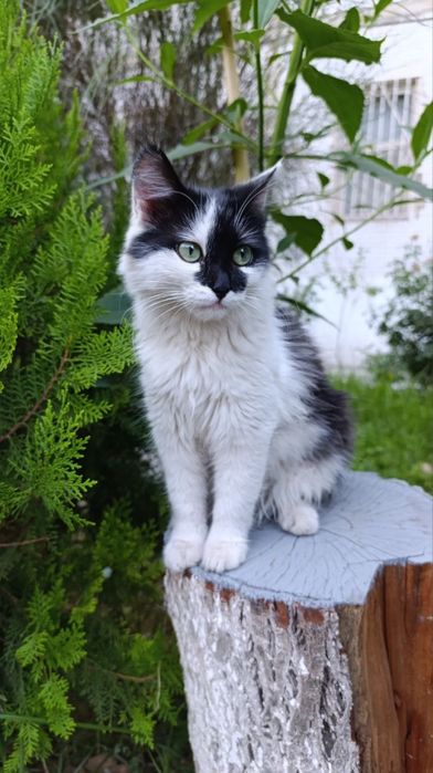 Котенок в добрые руки