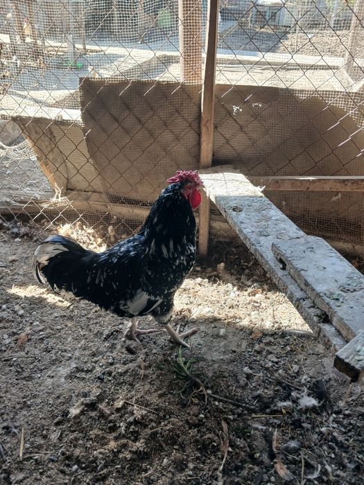 Продам кур несушек