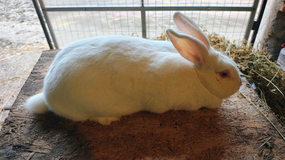 Iepuri Panon - Femele adulte