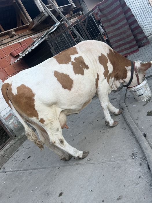 Vaca de vanzare!