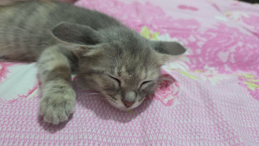 Отдам в добрые руки котенок девочка