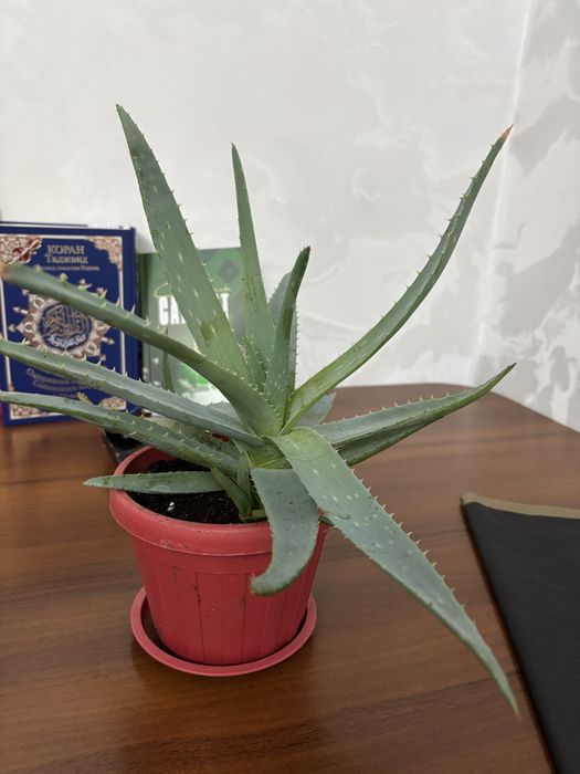 Алоэ вера и алоэ столетник