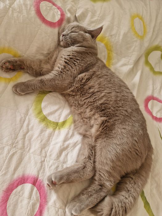 Ласковый кот Британец