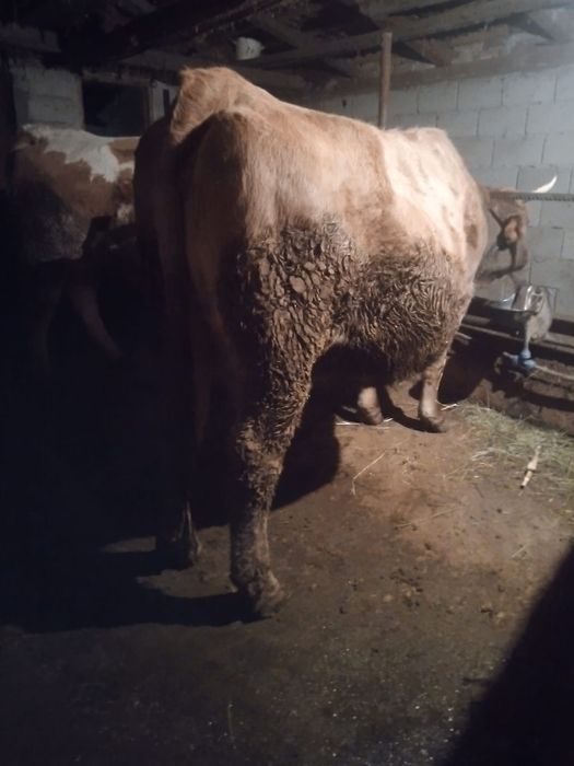 Vând vacă rasa simmental